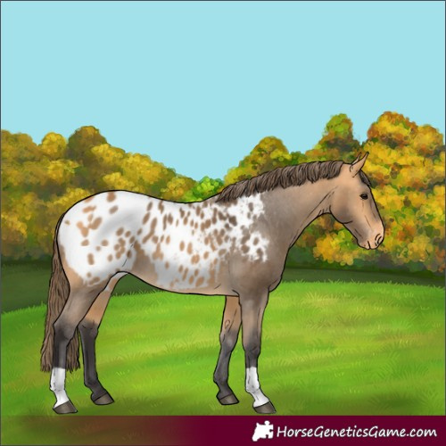 Horse Color:Buckskin Appaloosa 