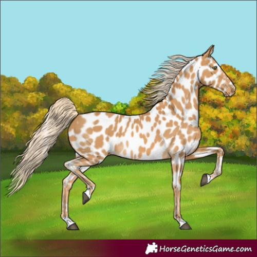 Horse Color:Palomino Near Leopard