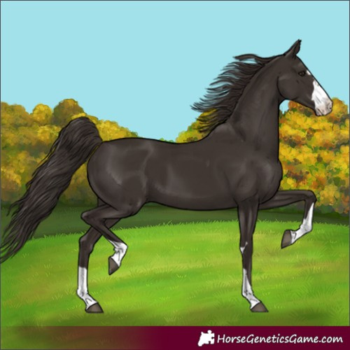 Horse Color:Liver Chestnut 