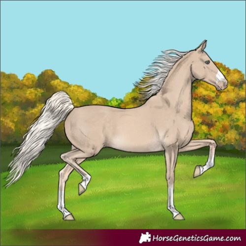 Horse Color:Cremello Rabicano 