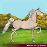 Horse Color:Cremello Rabicano