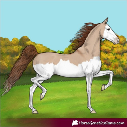 Horse Color:Red Dun Splash