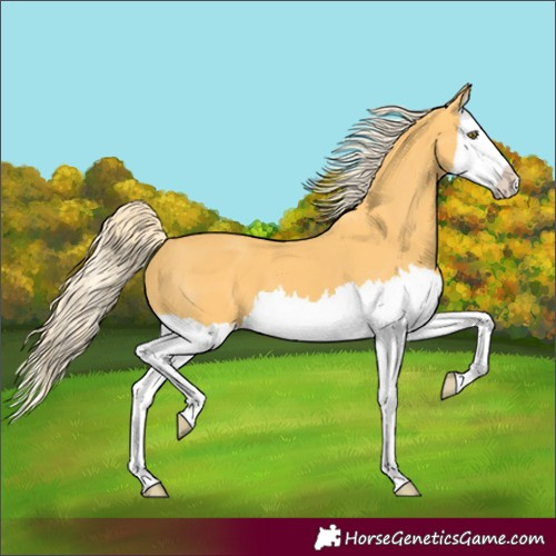 Horse Color:Palomino Splash