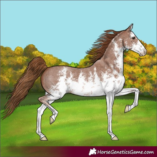 Horse Color:White Spotted Chestnut Sabino