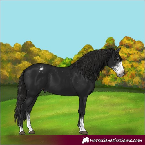 Horse Color:Gray Black Sabino Appaloosa