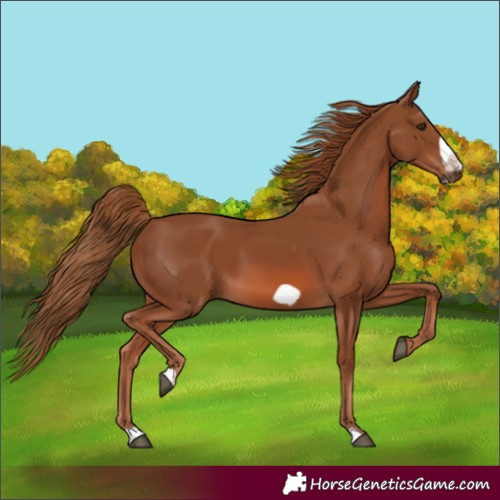 Horse Color:Chestnut Frame