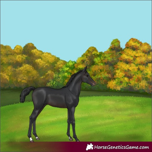 Horse Color:Brown Appaloosa 
