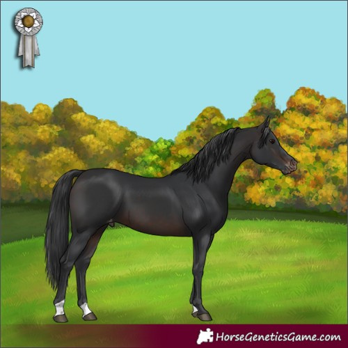 Horse Color:Brown Appaloosa