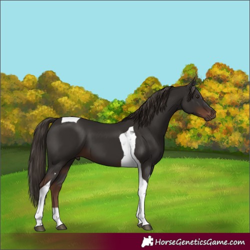Horse Color:Liver Chestnut Tobiano 