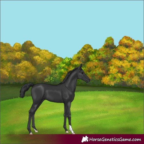 Horse Color:Black 