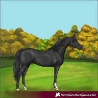 Horse Color:Black 