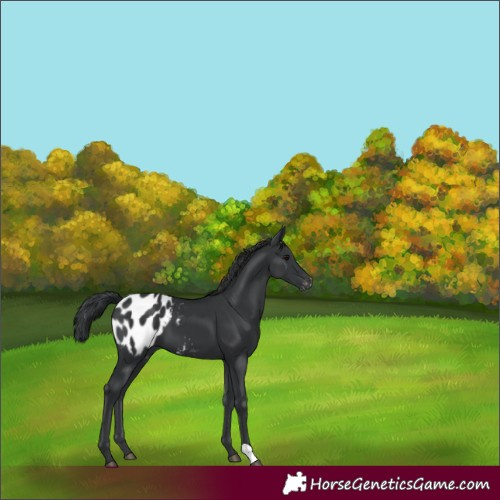 Horse Color:Black Appaloosa 