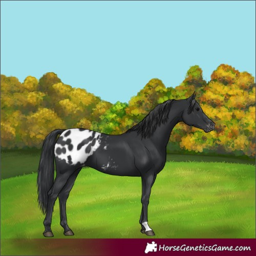 Horse Color:Black Appaloosa 