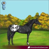 Horse Color:Black Blanket