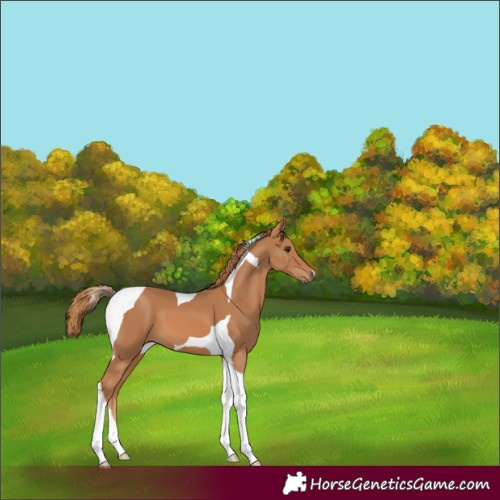 Horse Color:Chestnut Tobiano 