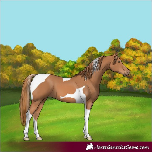 Horse Color:Chestnut Tobiano