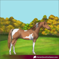 Horse Color:Chestnut Tobiano 