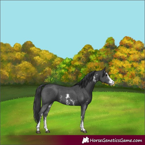 Horse Color:Black Sabino 