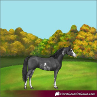 Horse Color:Black Sabino