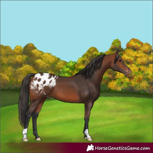 Horse Color:Bay Appaloosa 