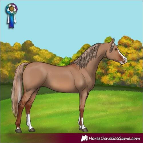 Horse Color:Red Dun Sabino Splash