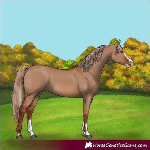 Horse Color:Red Dun Sabino Splash 