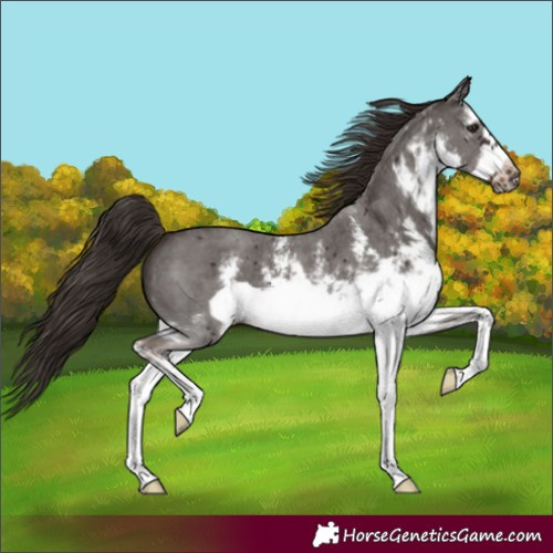 Horse Color:White Spotted Liver Chestnut Sabino Frame
