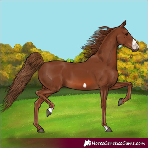 Horse Color:Chestnut Frame 