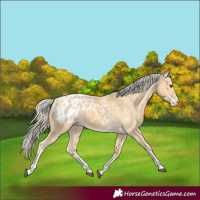 Horse Color:Palomino Appaloosa 
