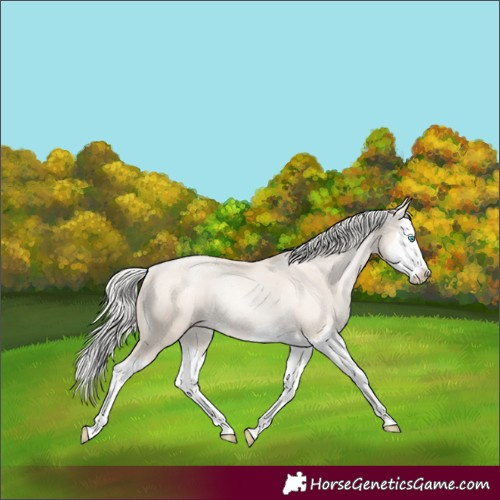 Horse Color:Gold Cream Champagne Pearl Splash Varnish Rabicano