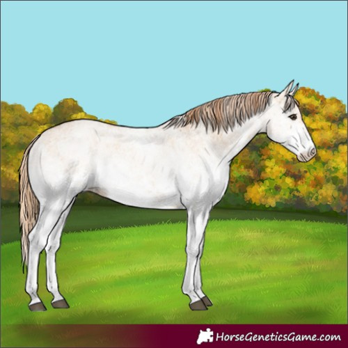 Horse Color:White Spotted Red Dun 