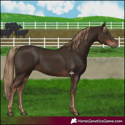 Horse Color:Liver Chestnut and Liver Chestnut
