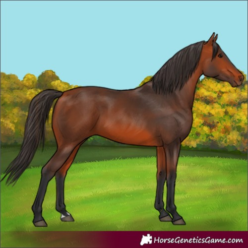 Horse Color:Bay 
