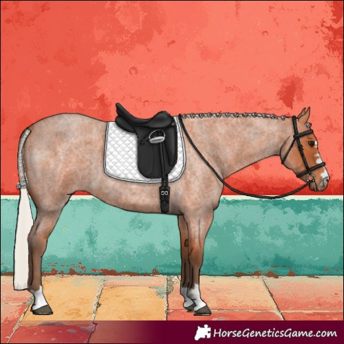 Horse Color:Silver Bay Roan 