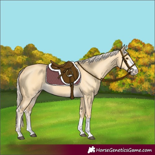 Horse Color:Palomino Dun 