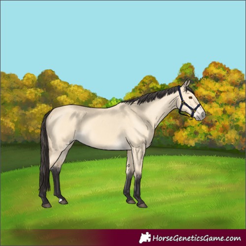 Horse Color:Buckskin Dun 