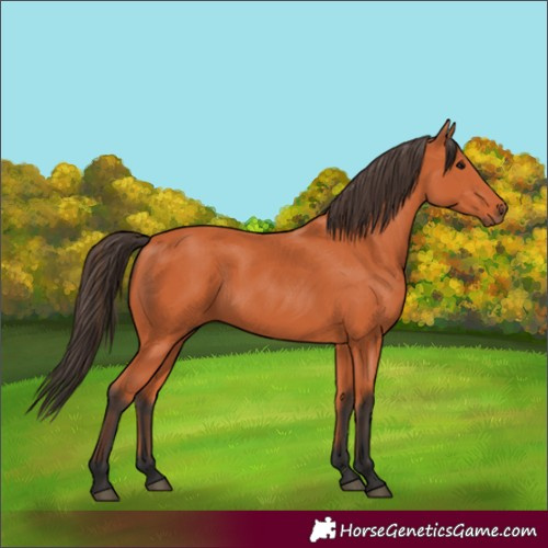 Horse Color:Bay 