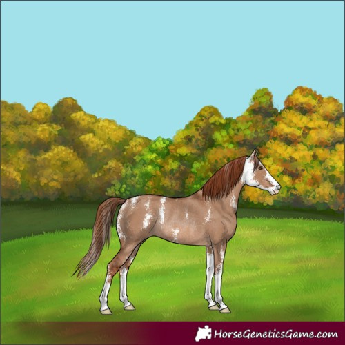 Horse Color:Red Dun Sabino Rabicano 