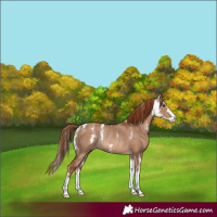 Horse Color:Red Dun Sabino Rabicano 