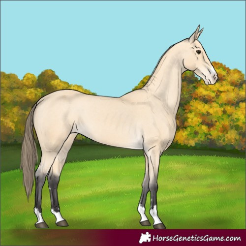 Horse Color:Buckskin Appaloosa