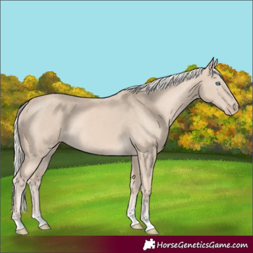 Horse Color:Cremello 