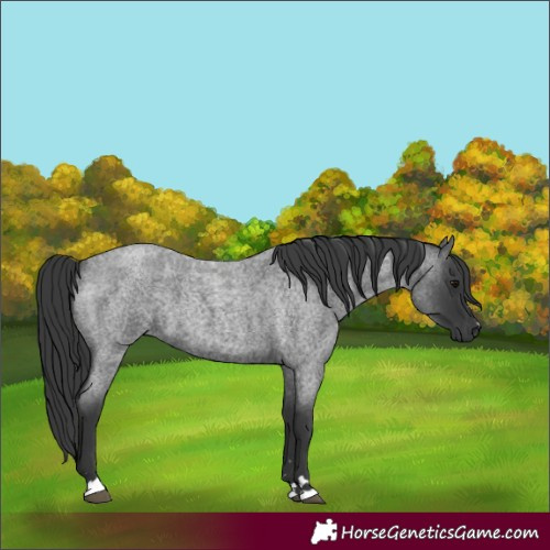 Horse Color:Blue Roan 