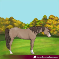 Horse Color:Classic Champagne