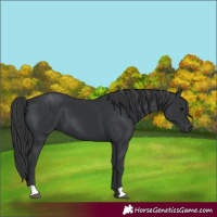 Horse Color:Black 