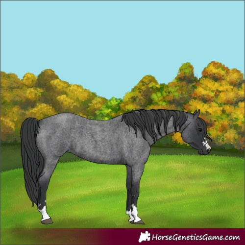Horse Color:Blue Roan 