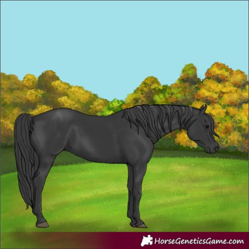 Horse Color:Unknown 