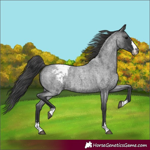 Horse Color:Blue Roan Appaloosa
