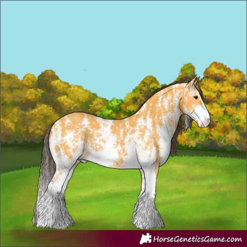 Horse Color:Buckskin Sabino Rabicano 