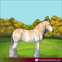 Horse Color:Buckskin Sabino Rabicano 