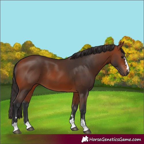Horse Color:Bay 